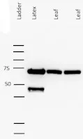 Anti-Linamarase - image 1